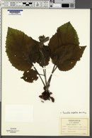 Cacalia rugelia image