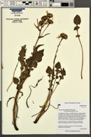 Senecio taraxacoides image