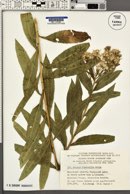 Senecio sarracenicus image