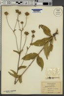 Silphium glabrum image