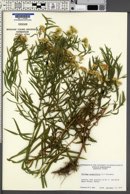 Solidago graminifolia image