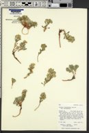 Physaria saximontana var. saximontana image