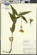 Arnica longifolia image