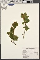 Physocarpus malvaceus image