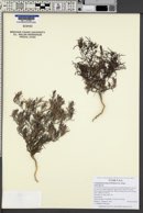 Cordylanthus kingii var. kingii image