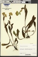 Oreochrysum parryi image