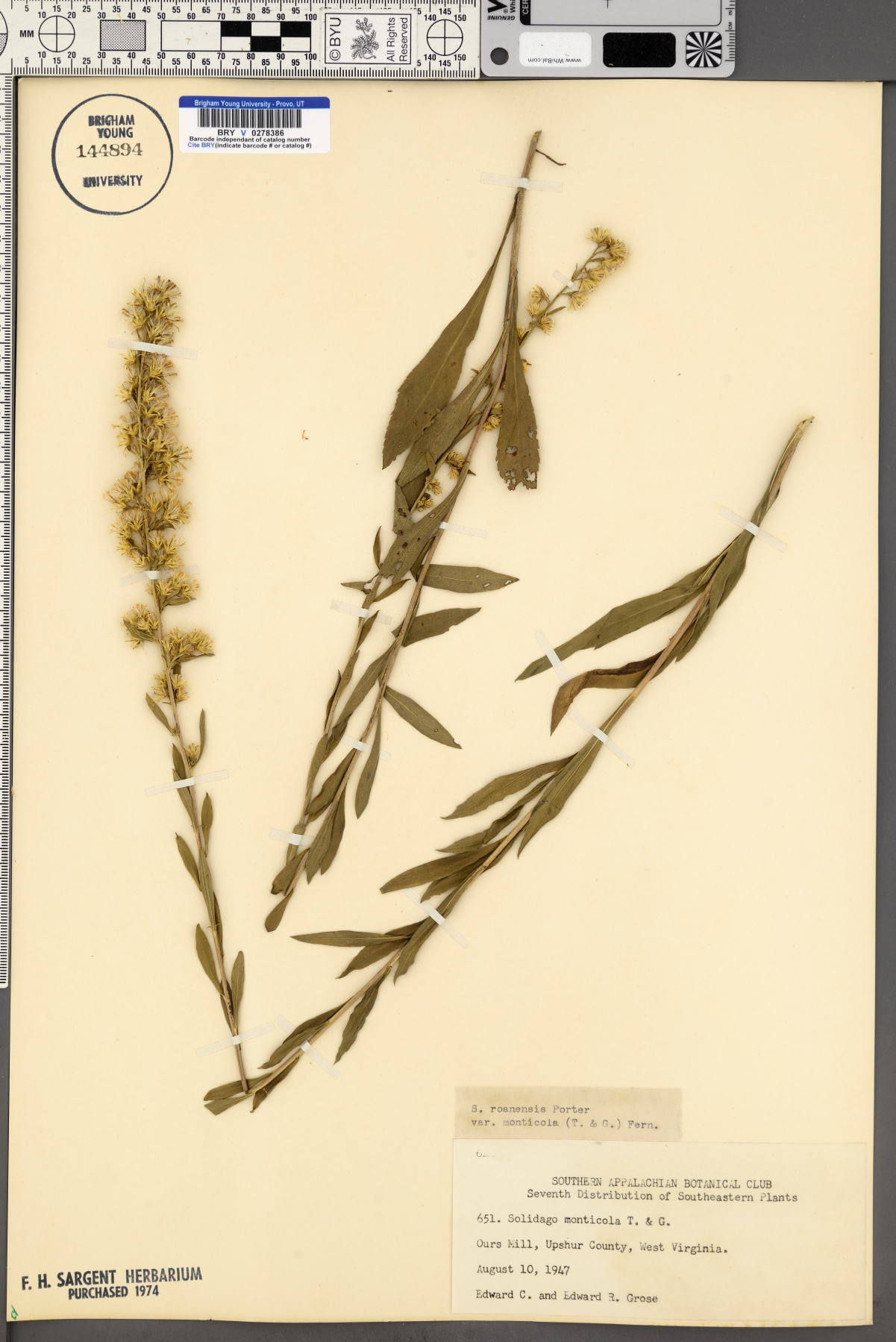 Solidago roanensis var. monticola image