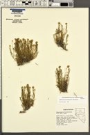 Sphaeromeria diversifolia image