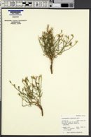 Stephanomeria runcinata image