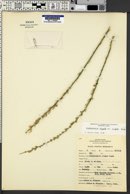 Stephanomeria virgata var. virgata image