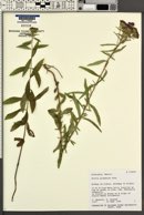Stevia plummerae image
