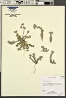 Stylocline micropoides image