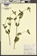 Synedrella nodiflora image