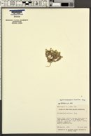 Syntrichopappus fremontii image