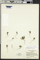 Syntrichopappus lemmonii image