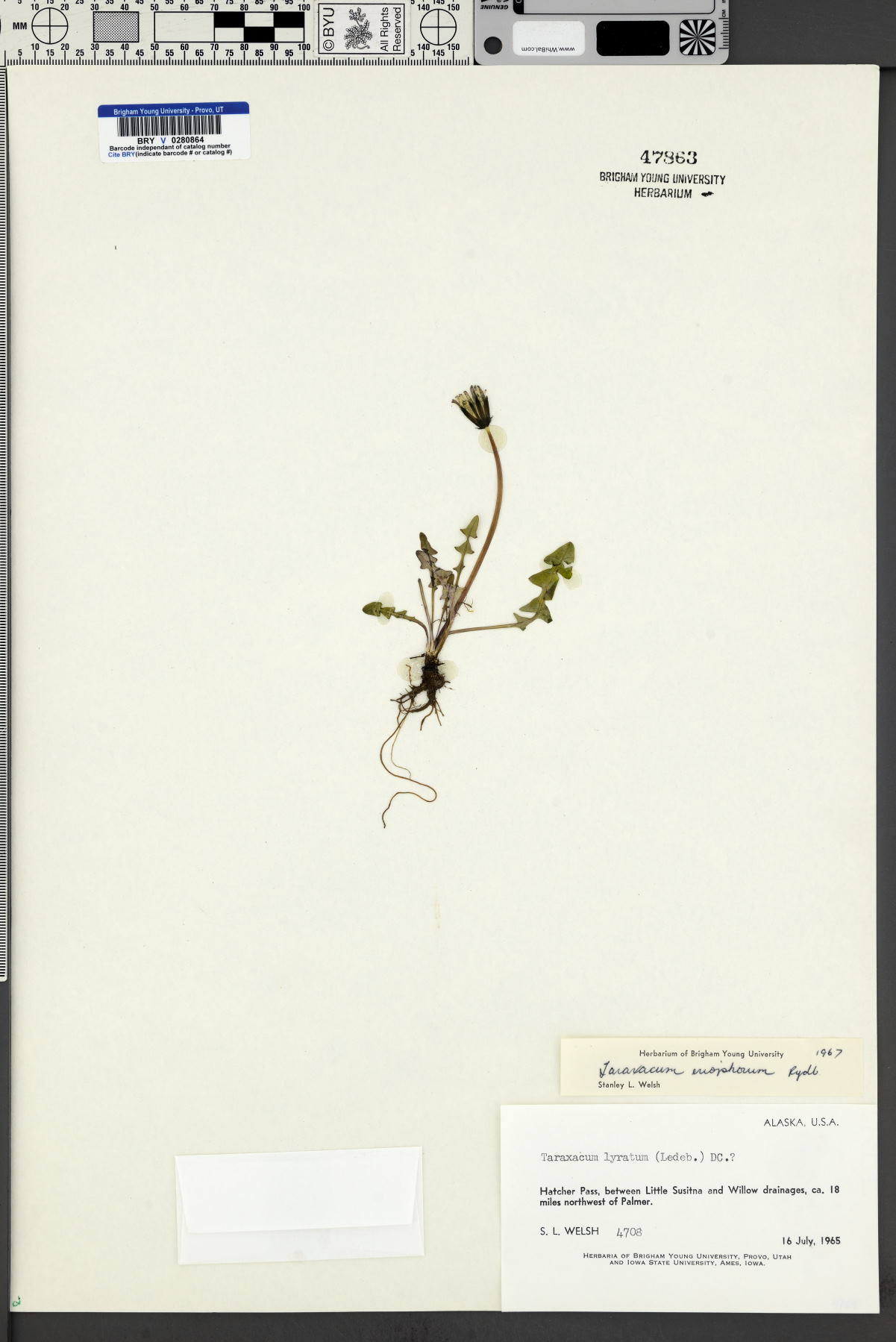 Taraxacum eriophorum image