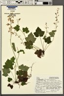 Tiarella trifoliata var. unifoliata image