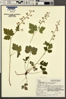 Tiarella trifoliata var. trifoliata image