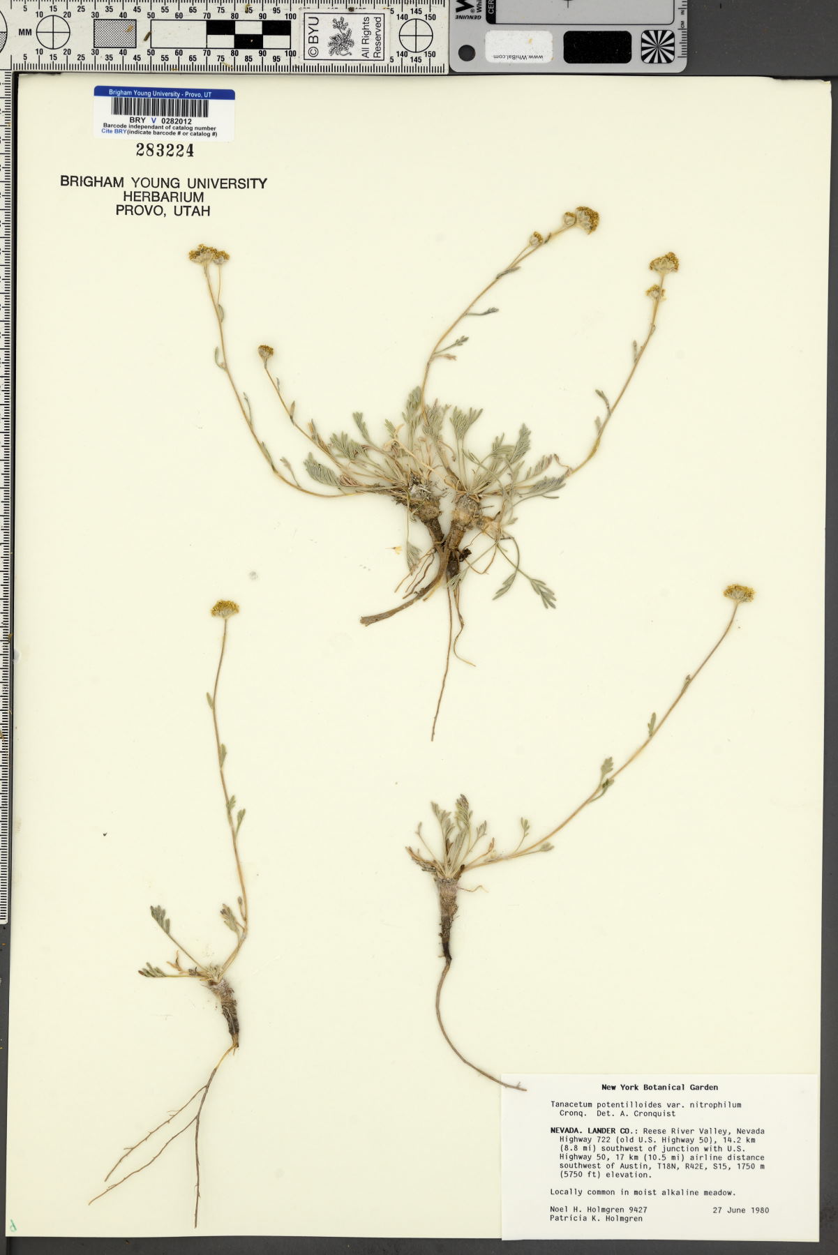 Tanacetum potentilloides var. nitrophilum image
