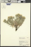 Tetradymia canescens image