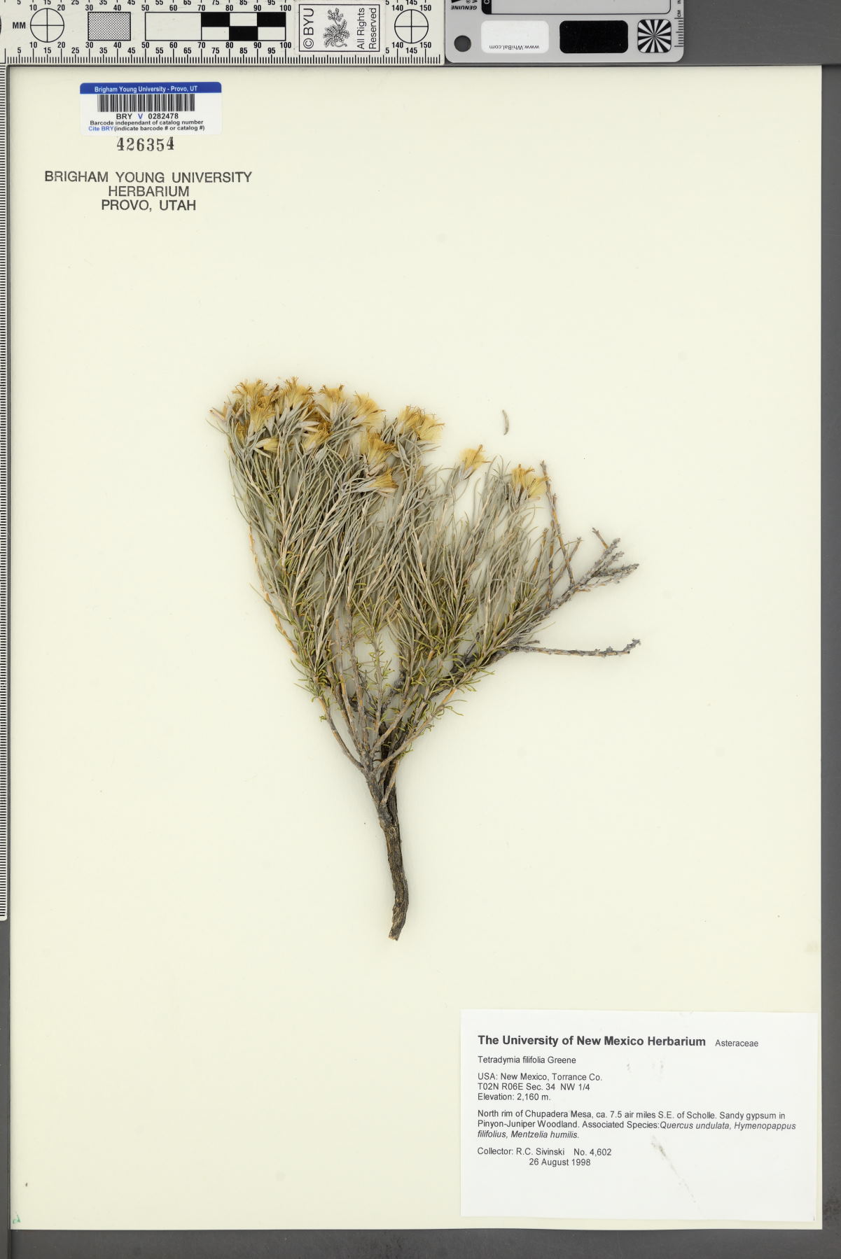 Tetradymia filifolia image