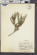 Tetradymia glabrata image