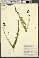 Thelesperma longipes image