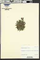Townsendia florifer image