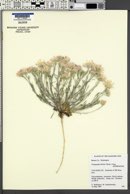 Townsendia florifer image