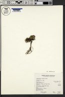 Townsendia montana image