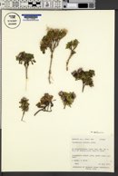 Townsendia montana var. caelilinensis image