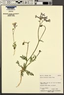 Gilia latiflora image