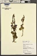 Phacelia calthifolia image