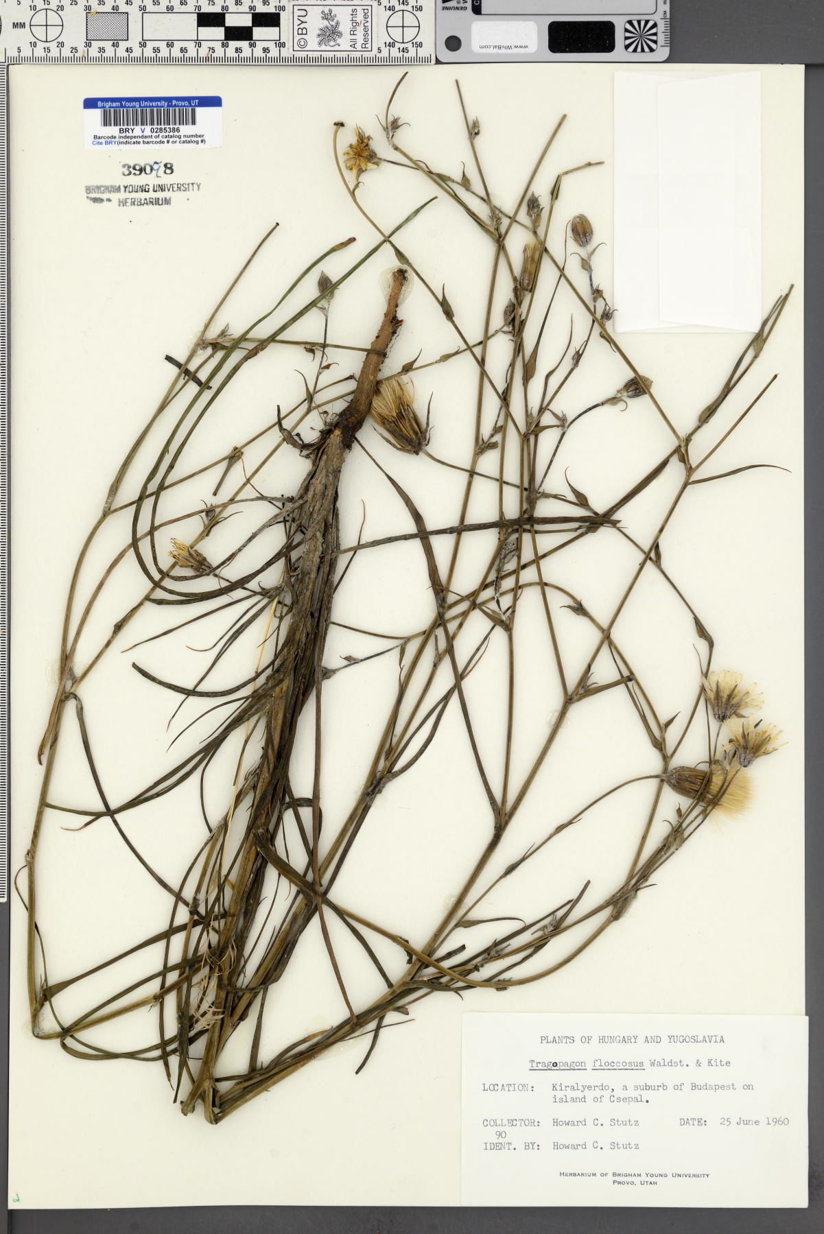 Tragopogon floccosus image