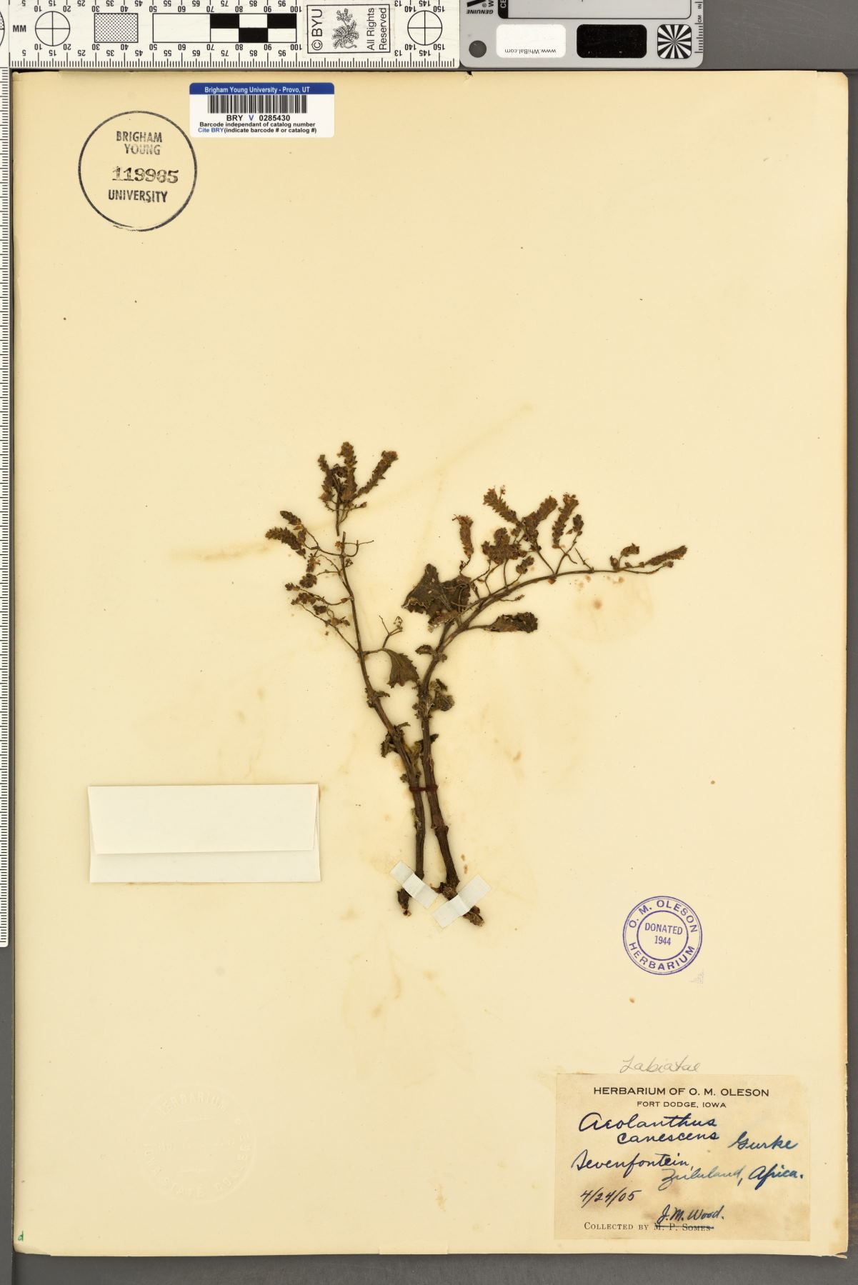 Aeollanthus buchnerianus image