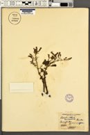 Image of Aeollanthus buchnerianus