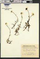 Tripleurospermum caucasicum image