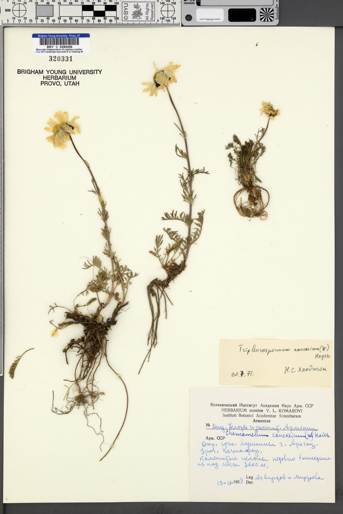 Tripleurospermum caucasicum image