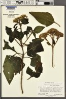Verbesina montanoifolia image