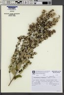 Vernonanthura chamaedrys image