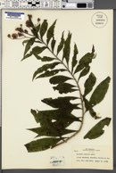 Vernonia interior image