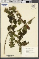 Vernonia albicaulis image