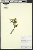 Image of Vernonia arabica