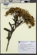 Vernonanthura tweedieana image