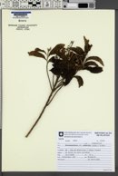 Vernonanthura puberula image