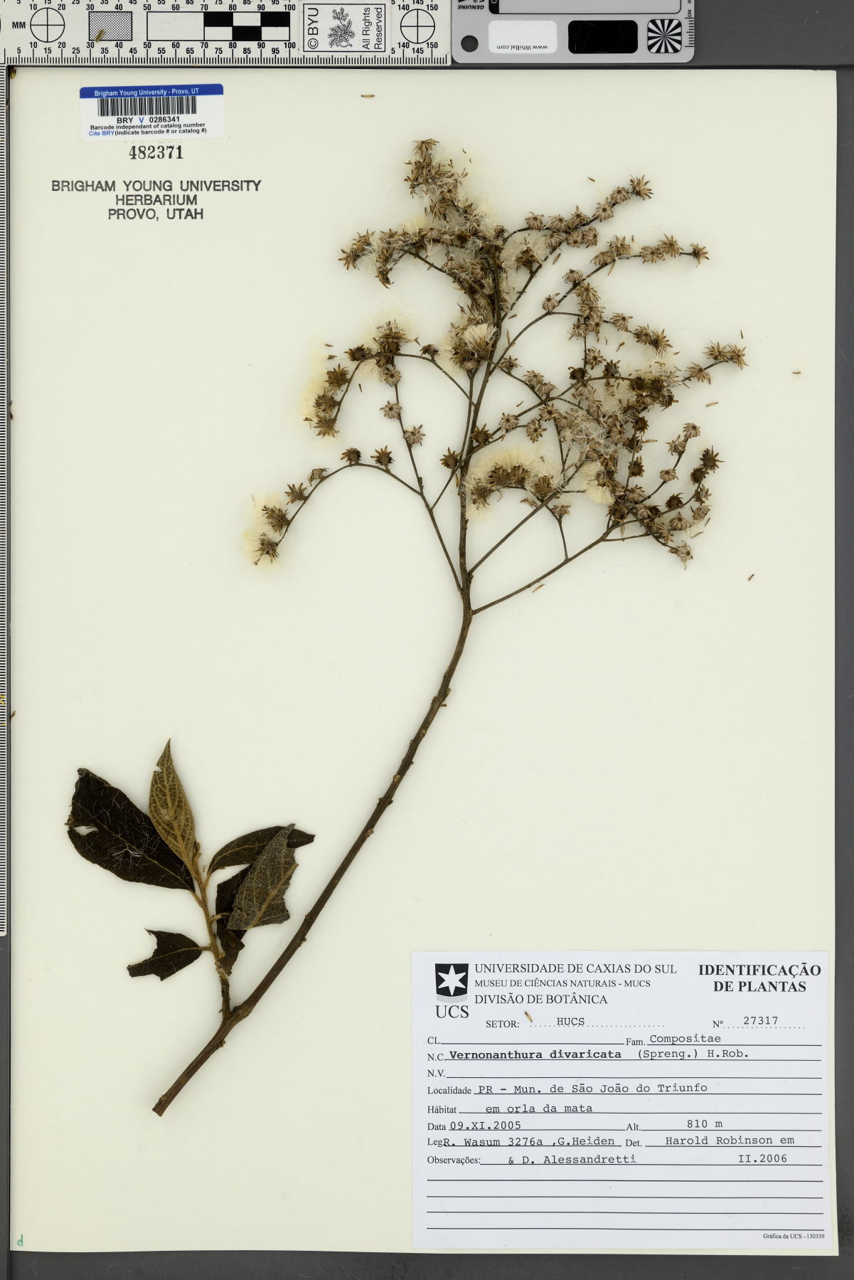 Vernonanthura divaricata image