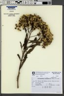 Vernonanthura phosphorica image