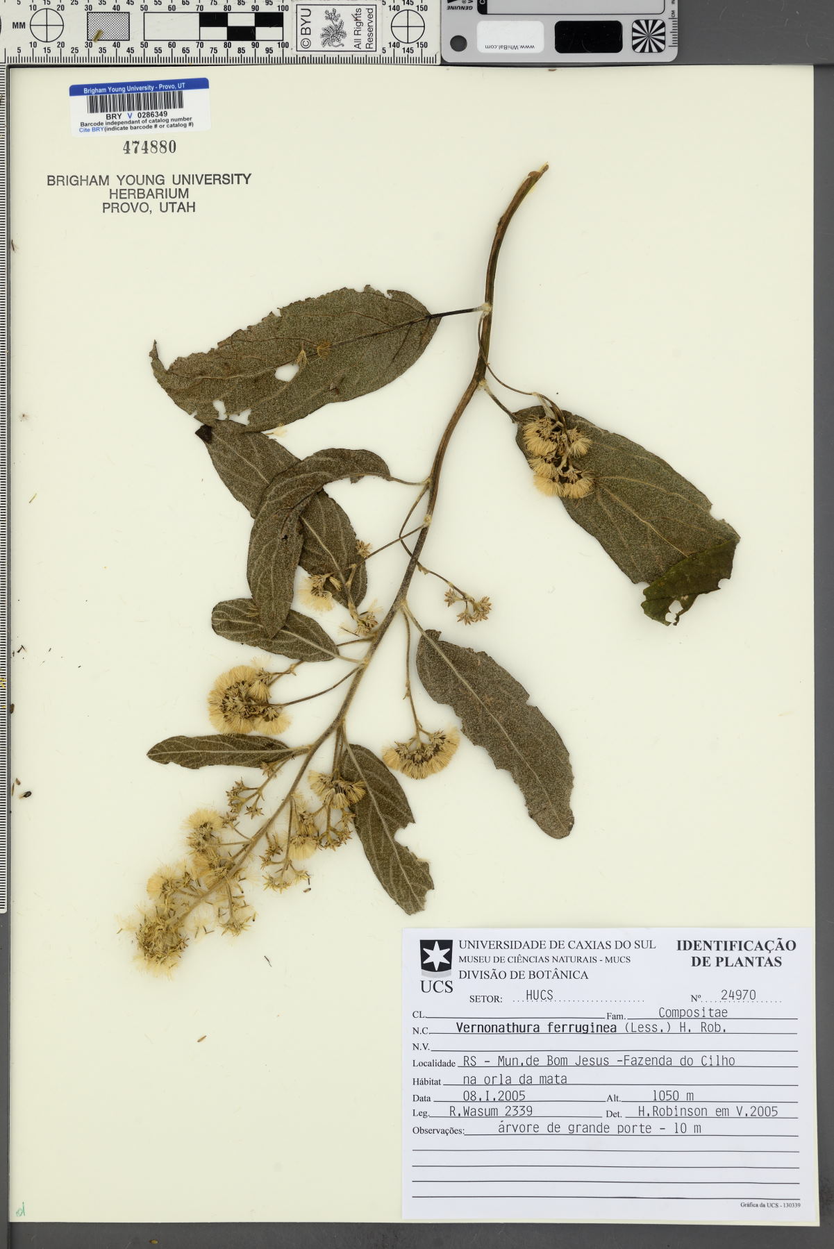 Vernonanthura ferruginea image