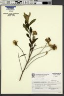 Vernonanthura squamulosa image