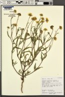 Heliomeris longifolia image